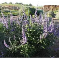 Arborix Mönchspfeffer Vitex agnus-castus 30 bis 40 cm im Container Blauviolette Blüten