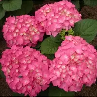 Arborix Hortensie 'Freudenstein' Hydrangea macrophylla 25 bis 30 cm im Container Kugelige Blüten