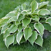 Arborix 6 x Funkie 'Francee' Hosta Topf 9cm Weiß Gerandetes Laub