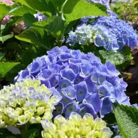 Arborix Hortensie 'Bodensee' Hydrangea macrophylla 25 bis 30 cm im Container Hellblaue Blüten
