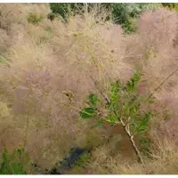 Arborix Perückenstrauch 'Young Lady' Cotinus coggygria 40 bis 60 cm im Container Herbstfärbung