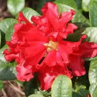 Arborix Rhododendron 'Scarlet Wonder' 20 bis 30 cm im Container Für Sauren Boden