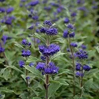 Arborix Bartblume 'Grand Bleu' Caryopteris clandonensis 30 bis 40 cm im Container Intensiv Blau