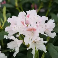 Arborix Rhododendron 'Cunningham's White' 60 bis 80 cm im Container Für Sauren Boden