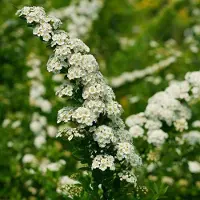 Arborix Strauchspiere 'Snowmound' Spiraea nipponica 30 bis 40 cm im Container Weiße Blüten
