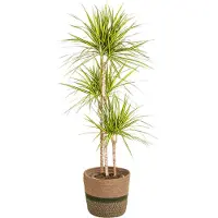 Oasis of Life Dracaena Marginata Sunray inkl. Naturkorb 130-150cm Ø24cm Zimmerpflanze Deko