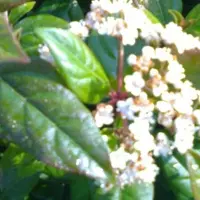 Arborix Osterschneeball 'Anne Russell' Viburnum burkwoodii 50 bis 60 cm im Container Duftende Blüten