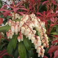 Arborix Schattenglöckchen 'Mountain Fire' Pieris japonica 20 bis 30 cm im Container Kompakt