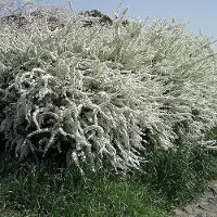 Arborix Frühlingsspiere Spiraea thunbergii 40 bis 60 cm im Container Frühblüher