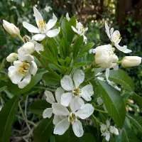 Arborix Orangenblume 'Aztec Pearl' Choisya 25 bis 30 cm im Container Immergrün