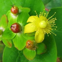 Arborix Johanniskraut Hypericum androsaemum 30 bis 40 cm im Container Dekorativ