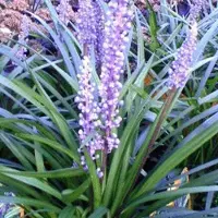 Arborix 6 x Lilientraube 'Ingwersen' Liriope Muscari Topf 9cm Beetrandpflanze