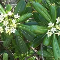 Arborix Pittosporum Pittosporum tobira 40 bis 50 cm im Container Dunkelgrünes Laub