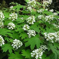 Arborix Eichenblättrige Hortensie Hydrangea quercifolia 30 bis 40 cm im Container Herbstfärbung