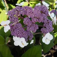 Arborix Samthortensie 'Sargentiana' Hydrangea aspera 25 bis 30 cm im Container Dunkelgrünes Laub
