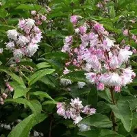 Arborix Sternchenstrauch 'Codsall Pink' Deutzia scabra 40 bis 60 cm im Container Rosa Blüten