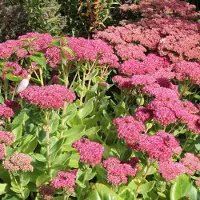 Arborix 6 x Fettblatt 'Herbstfreude' Sedum Topf 9cm Herbstblüher