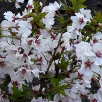 Arborix Kurilenkirsche 'Brillant' Prunus nipponica 60 bis 80 cm im Container Zierkirsche
