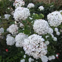Arborix Großblumiger Schneeball Viburnum carlcephalum 40 bis 60 cm im Container Duftende Blüten