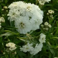 Arborix 6 x Bertrams-Garbe 'The Pearl' Achillea ptarmica Topf 9cm Weiße Blüten