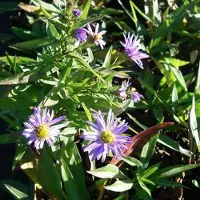 Arborix 6 x Kissen-Aster 'Professor Anton Kippenberg' Aster dumosus Topf 9cm Herbstaster