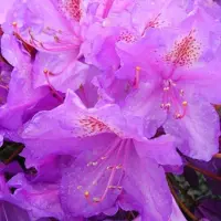 Arborix Rhododendron 'Lee's Dark Purple' 40 bis 50 cm im Container Dunkelviolette Blüten