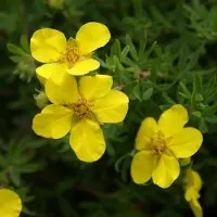 Arborix Fingerstrauch 'Elizabeth' Potentilla fruticosa 25 bis 30 cm im Container Buschig Wachsend