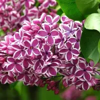 Arborix Edelflieder 'Sensation' Syringa vulgaris 40 bis 60 cm im Container Zweifarbige Blüten