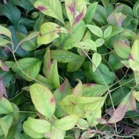 Arborix Himmelsbambus 'Firepower' Nandina domestica 25 bis 30 cm im Container Herbstfärbung