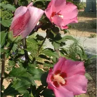 Arborix Garteneibisch 'Pink Giant' Hibiscus syriacus 40 bis 60 cm im Container Blüht am Neuen Holz