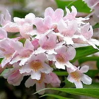 Arborix Kolkwitzie 'Pink Cloud' Kolkwitzia amabilis 30 bis 50 cm im Container Rosa Blüten