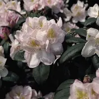 Arborix Rhododendron 'Gomer Waterer' 40 bis 50 cm im Container Für Sauren Boden