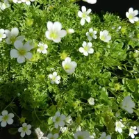 Arborix 6 x Moos-Steinbrech 'White Pixie' Saxifraga Topf 9cm Weiße Blüten