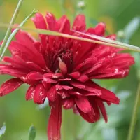 Arborix 6 x Chrysantheme 'Duchess of Edinburgh' Chrysanthemum Topf 9cm Herbstblüher