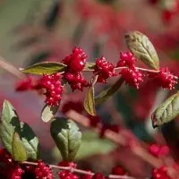Arborix Schneebeere 'Magic Berry' Symphoricarpos doorenbos 50 bis 60 cm im Container Zierfrüchte