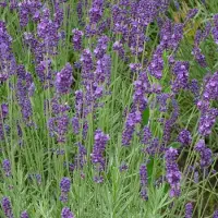 Arborix 6x Lavendel 'Dutch' Lavandula intermedia Topf 9 cm Stark Duftend