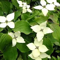 Arborix Japanischer Hartriegel 'Schmetterling' Cornus kousa 50 bis 60 cm im Container Reichblühend