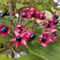 Arborix Losbaum Clerodendrum trichotomum 40 bis 50 cm im Container Duftende Blüten