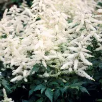 Arborix 6 x Prachtspiere 'Deutschland' Astilbe japonica Topf 9cm Frühsommerblüher
