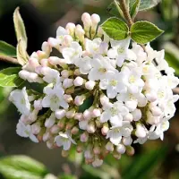 Arborix Osterschneeball Viburnum burkwoodii 40 bis 60 cm im Container Herbstfärbung