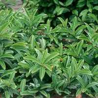 Arborix Kirschlorbeer 'Mount Vernon' Prunus,aurocerasus 20 bis 25 cm im Container Kompakt Wachsend