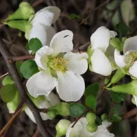 Arborix Zierquitte 'Jet Trail' Chaenomeles superba 30 bis 40 cm im Container Fruchtbildend