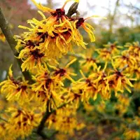 Arborix Zaubernuss 'Orange Beauty' Hamamelis × intermedia 40 bis 60 cm im Container Orange Blüten