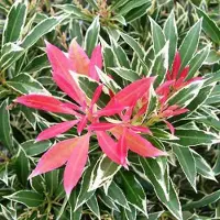 Arborix Schattenglöckchen 'Flaming Silver' Pieris japonica 20 bis 30 cm im Container Kompakt