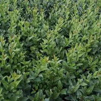 Arborix Liguster 'Atrovirens' Ligustrum Vulgare 60 bis 80 cm im Container Schnell Wachsend