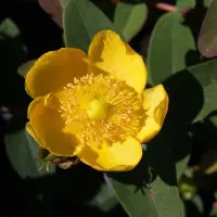 Arborix Johanniskraut 'Peter Dummer' Hypericum dummeri 30 bis 40 cm im Container Blaugrünes Laub
