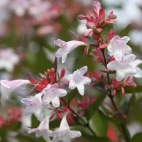 Arborix Abelie Abelia grandiflora 25 bis 30 cm im Container Herbstfärbung