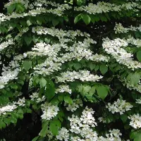 Arborix Japanischer Schneeball Viburnum plicatum tomentosum 40 bis 60 cm im Container Kompakt Wachsend