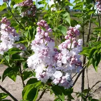 Arborix Edelflieder 'Belle de Nancy' Syringa vulgaris 40 bis 60 cm im Container Duftende Blüten