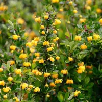 Arborix Berberitze 'Nana' Berberis buxifolia 20 bis 25 cm im Container Kompakt
